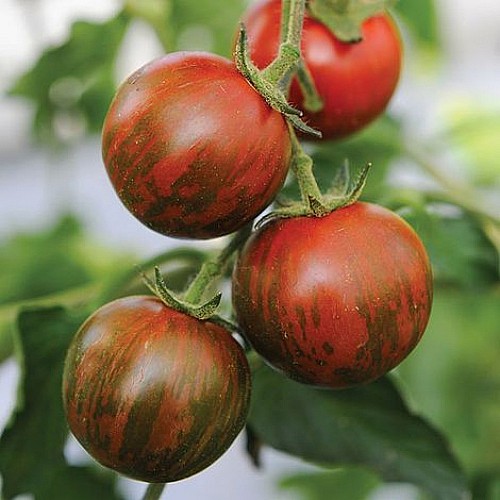 SPECIALTIES - Tiger Tomato Seeds Specialties - 100 seeds