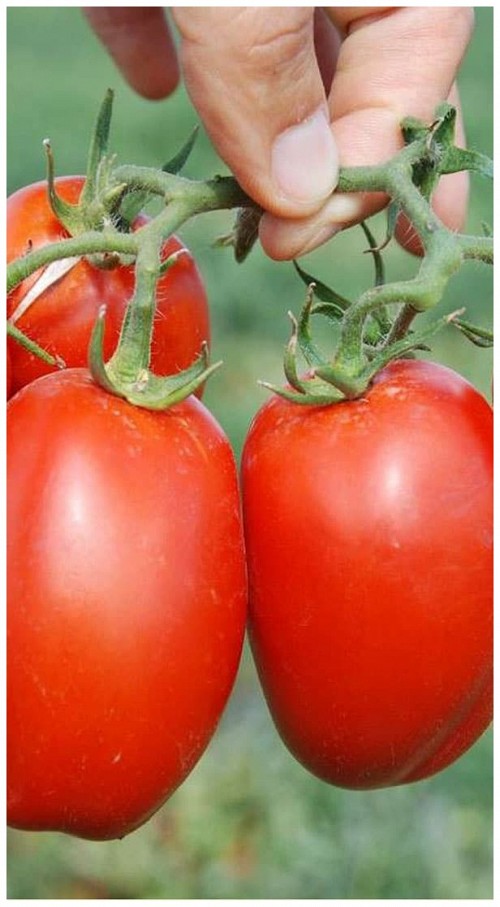 SPECIALTIES - Chelse Tomat Seeds Specialties - 1000 seeds