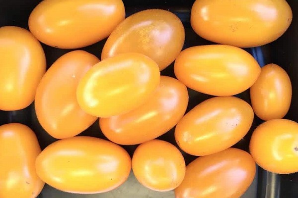 Goldy Tomato Seeds Specialties