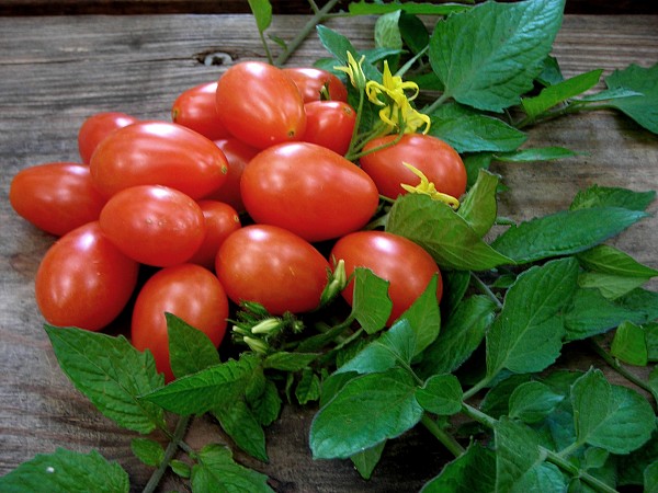 Seychelle Tomato Seeds Specialties