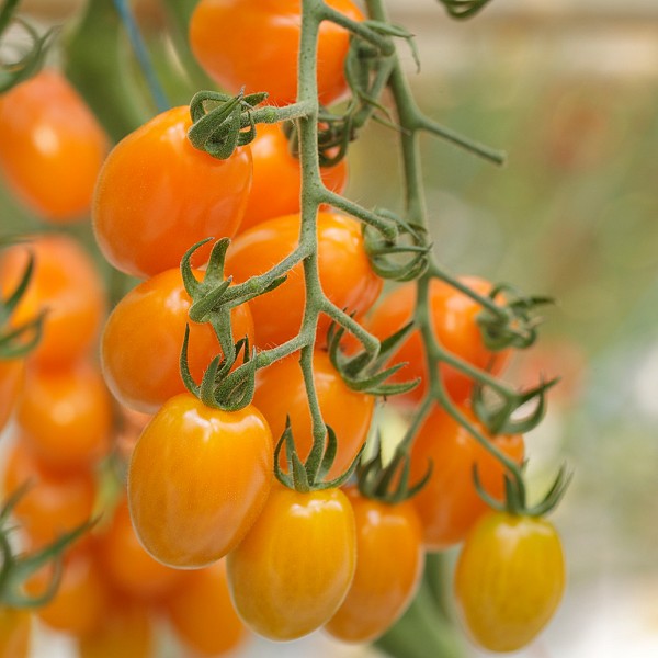 Bamano Tomato Seeds Specialties