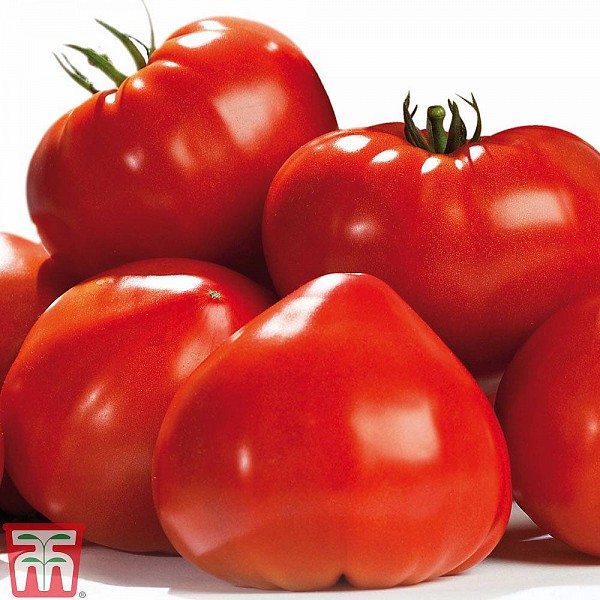 Gourmandia Tomato Seeds Specialties