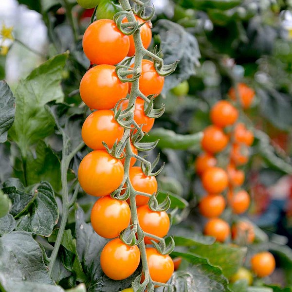 Honey Dew F1 Tomato Seeds Cherry