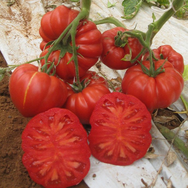 Ricciolo F1 Tomato Seeds Marmande