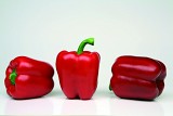 Murano Pepper Seeds Blocky Green Red