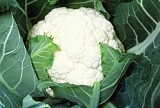 Whitestep Cauliflower Seeds Standard