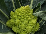 Cornelio Cauliflower Seeds 2500 seeds