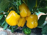 Giselle Pepper Seeds Blocky Yellow