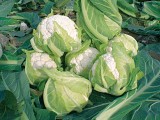 Naruto Cauliflower Seeds Standard