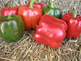 Red Knight Pepper Seeds Blocky Green Red
