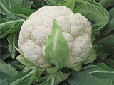 Skywalker Cauliflower Seeds Standard