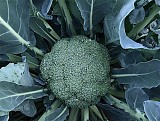 Ares Broccoli Seeds