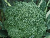 Parthenon Broccoli Seeds 10.000