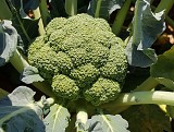 Triton Broccoli Seeds