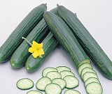 Fileas Cucumber Seeds 100 seeds