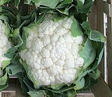 Abeni Cauliflower Seeds Standard