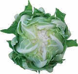 Navalo Cauliflower Seeds Standard
