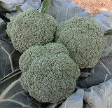 Moycan Broccoli Seeds