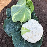 Akara Cauliflower Seeds 2500 seeds