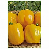 Bibic Pepper Seeds Blocky Yellow