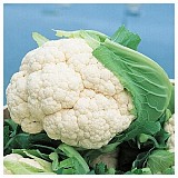 Cabral Cauliflower Seeds Standard