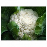 Cartier F1 Cauliflower Seeds Standard