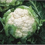 Castellum Cauliflower Seeds Standard