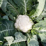 Dexter Cauliflower Seeds Standard