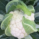 Gohan Cauliflower Seeds 2500 seeds