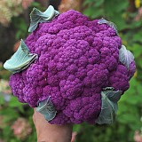 Hipster Cauliflower Seeds 2500 seeds