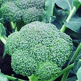 Ironman Broccoli Seeds