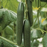 Kalunga Cucumber Seeds 500 seeds