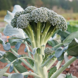 Monflor Broccoli Seeds