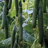 Pradera Cucumber Seeds 1000 seeds