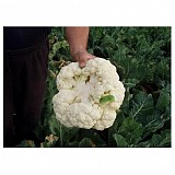 Raft Cauliflower Seeds 1000 seeds