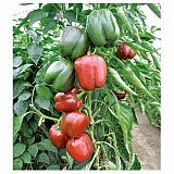 Remus Pepper Seeds Blocky Green Red
