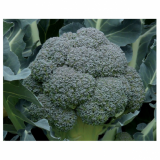 Sirtaki Broccoli Seeds