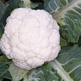 Synergy Cauliflower Seeds Standrard