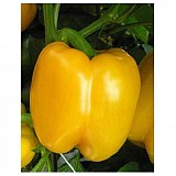 Tallante Pepper Seeds Blocky Yellow