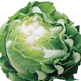 Triomphant Cauliflower Seeds 2500 seeds