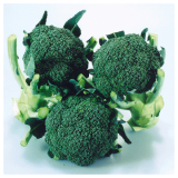 Broccoli Seeds 5709(TYPHOON)