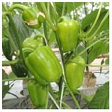 Vat 49 F1 Pepper Seeds