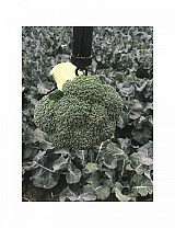 Domino F1 Broccoli Seeds