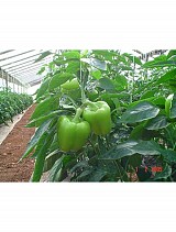 Dolmy F1 Pepper Seeds 500 seeds