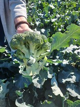 Reina F1 (MKS-B 107) Broccoli Seeds
