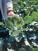 Spiridon Broccoli Seeds