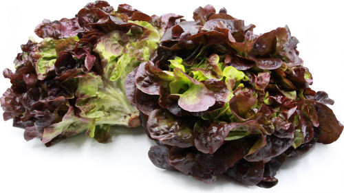 RED - Romai Lettuce Seeds Oak Leaf Red (P) - 1000 seeds