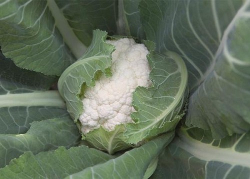 STANDARD - Altamira Cauliflower Seeds Standard - 2500 seeds
