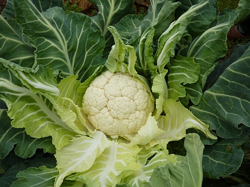 STANDARD - Aprilia Cauliflower Seeds Standard - 2500 seeds