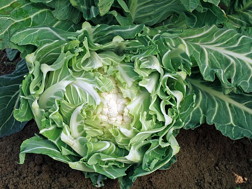 STANDARD - Clovis F1 Cauliflower Seeds Standard